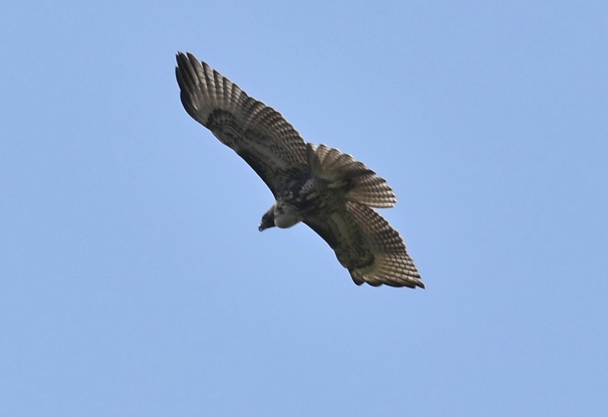 Red-tailed Hawk - ML72713851