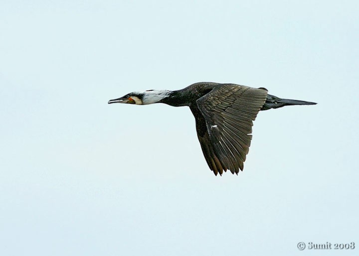 Great Cormorant (Eurasian) - ML727139