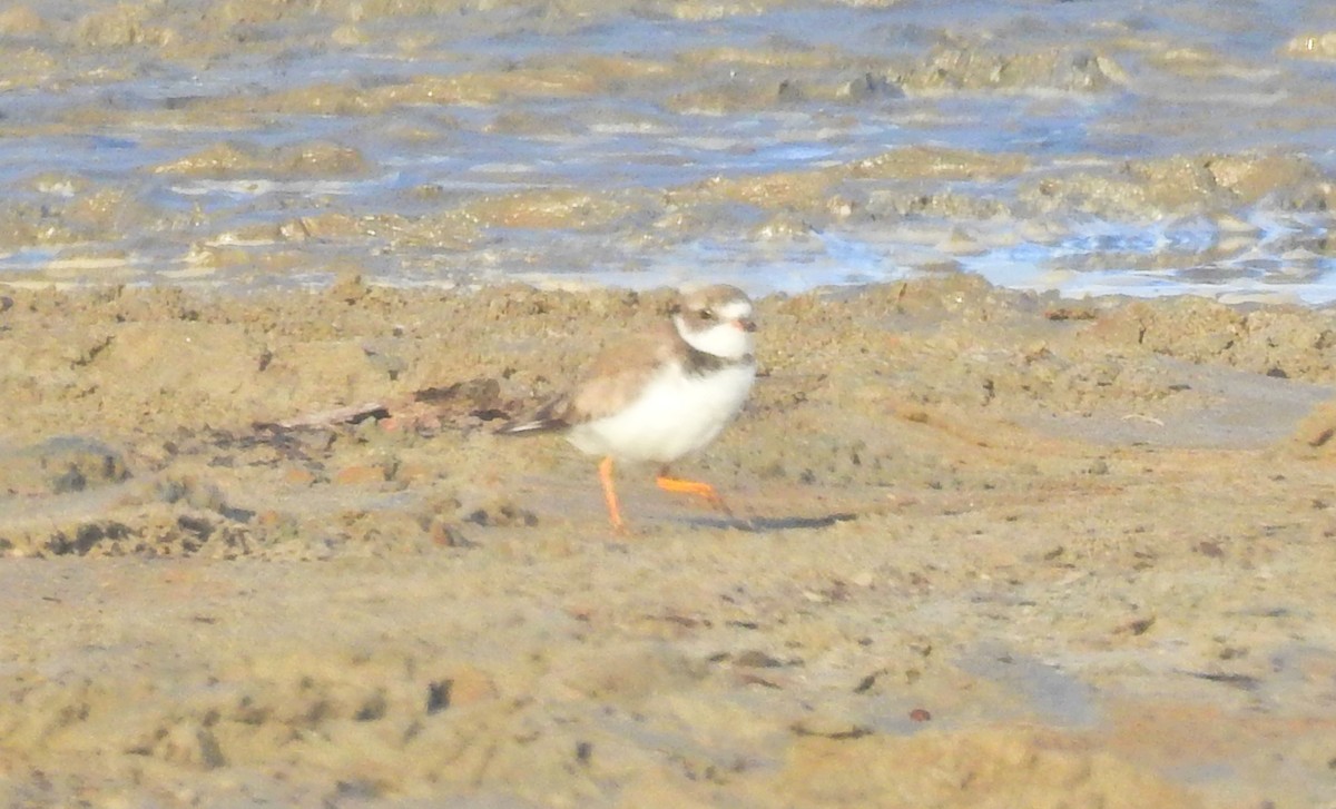 Semipalmated Plover - ML72716211