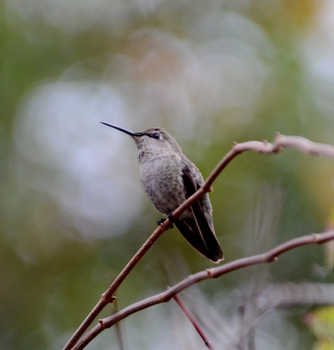 Anna's Hummingbird - Van Remsen