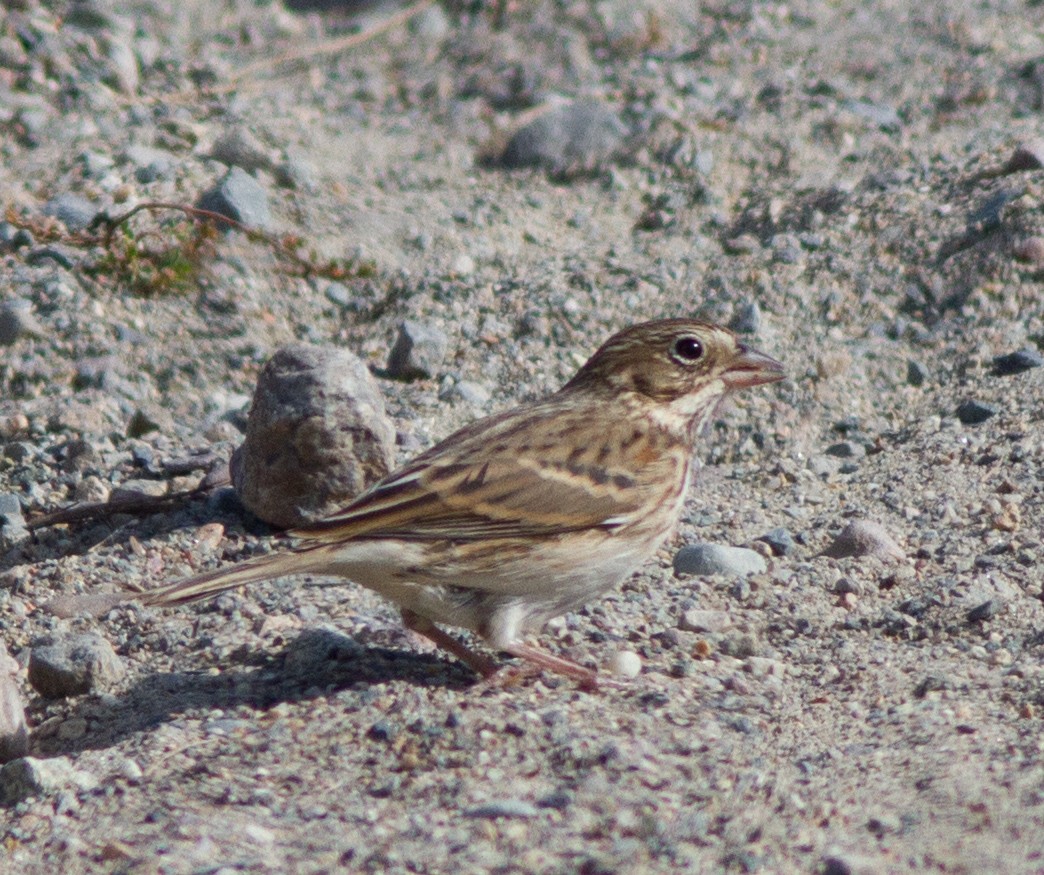 Vesper Sparrow - ML72719151