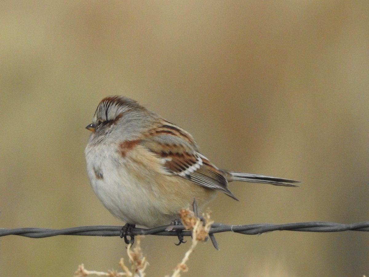 American Tree Sparrow - Shane Sater