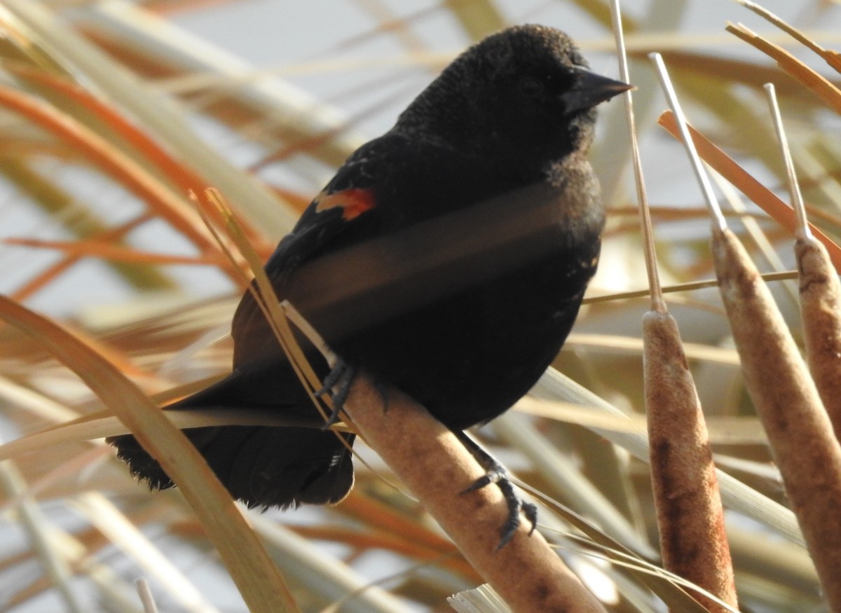 Red-winged Blackbird - ML72720841