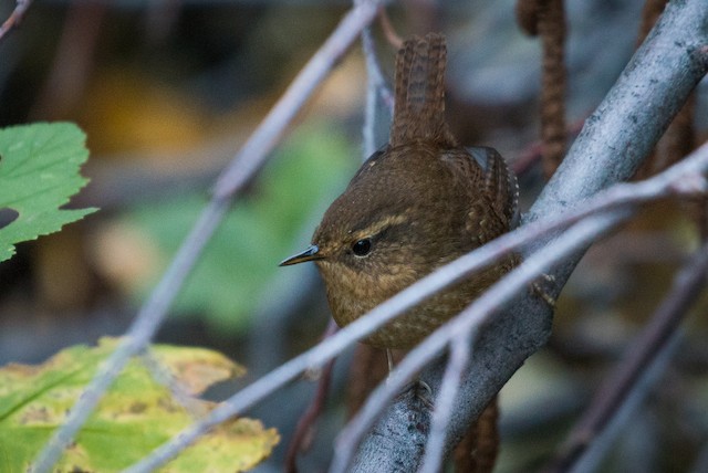 Pacific Wren