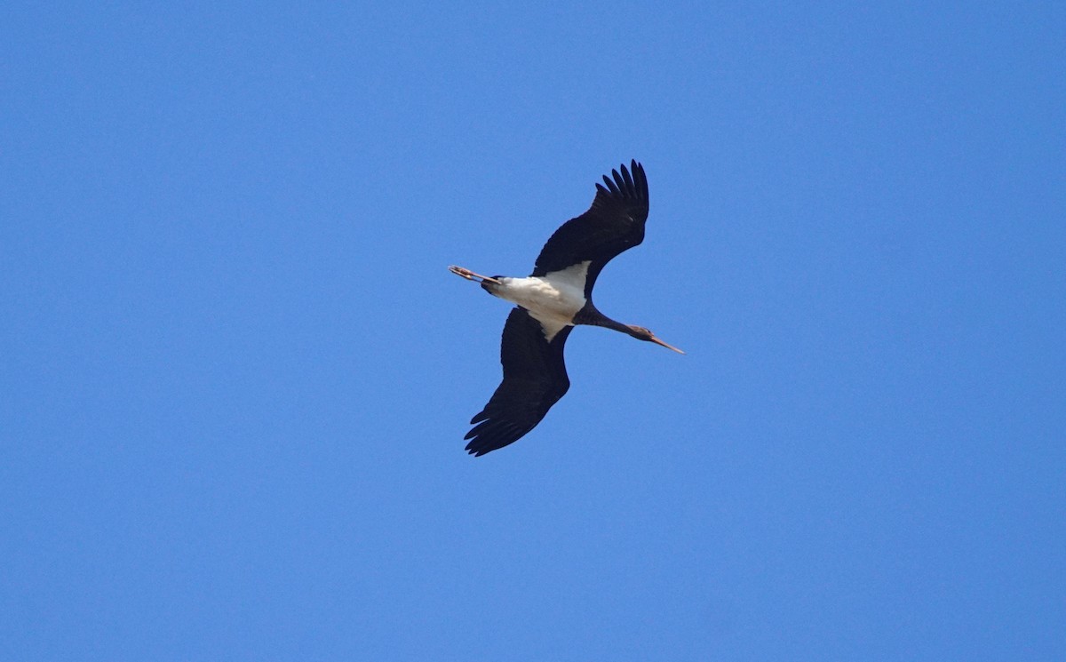 Black Stork - Rui Caratão