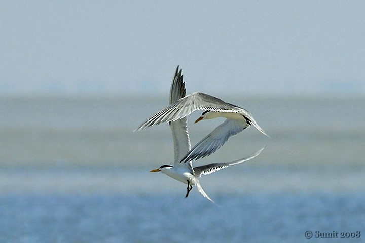 Great Crested Tern - Sumit Sen