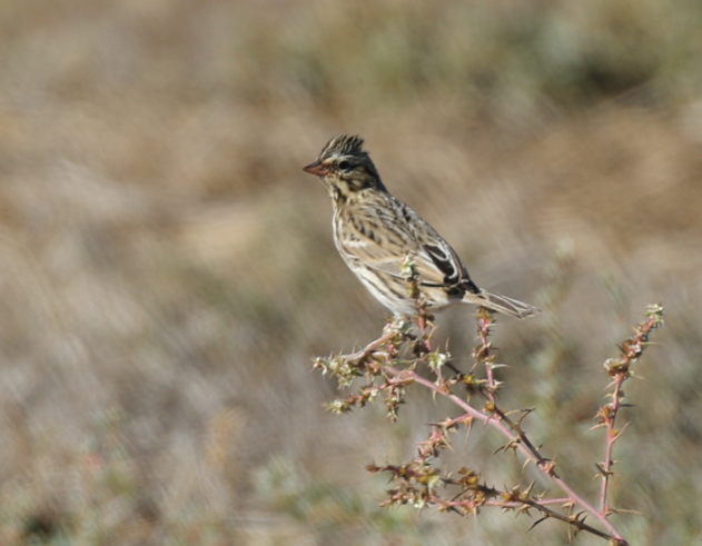 Savannah Sparrow - ML72728471