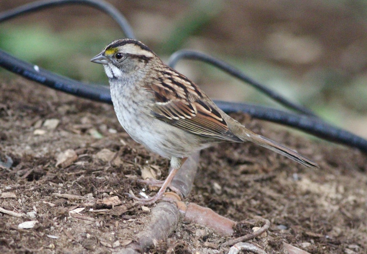 White-throated Sparrow - Anthony Collerton