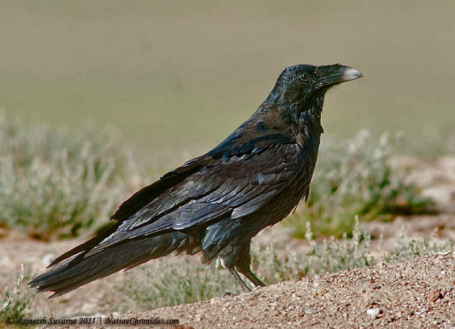 Common Raven - ML727292