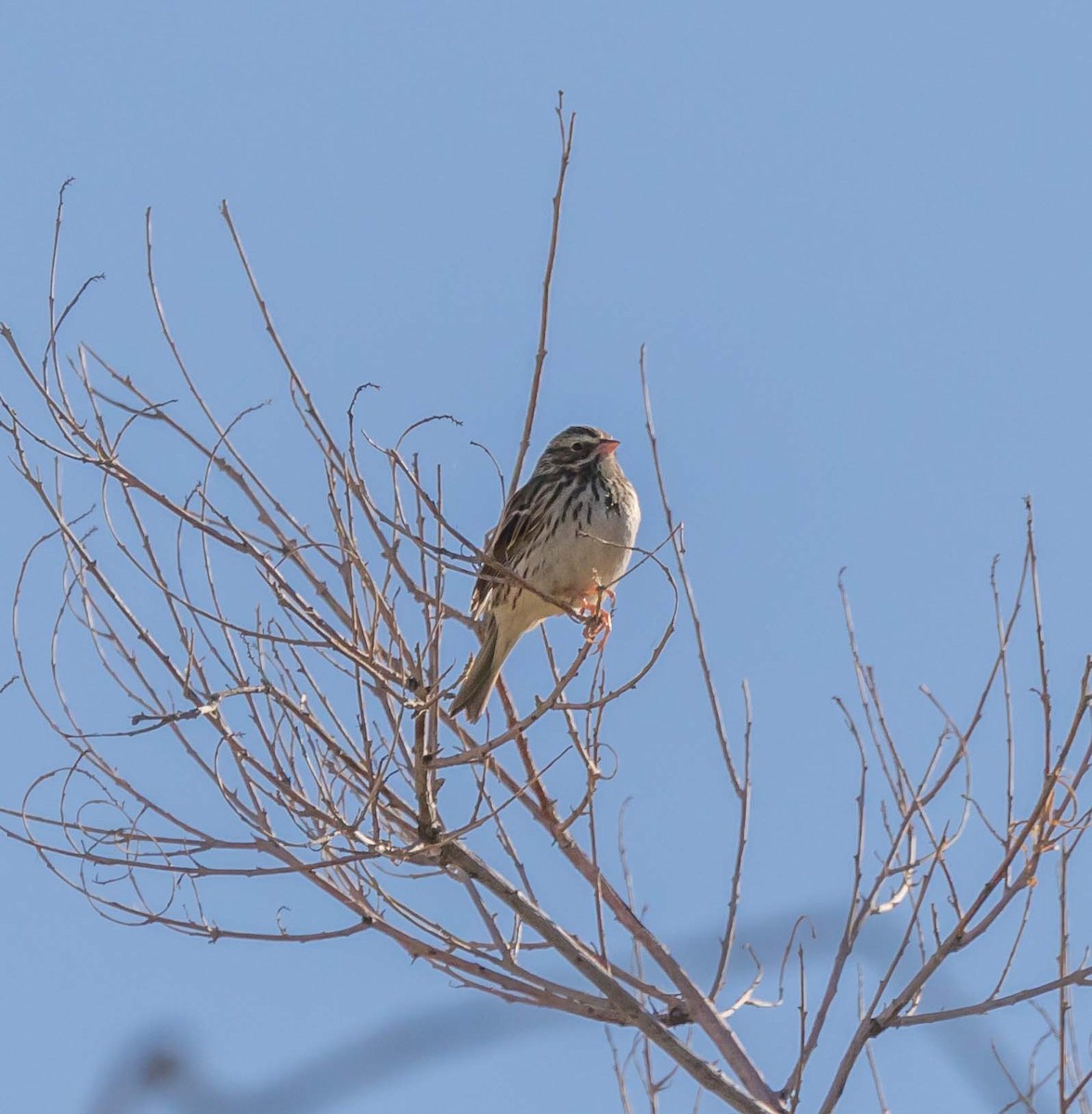 Savannah Sparrow - Maury Swoveland