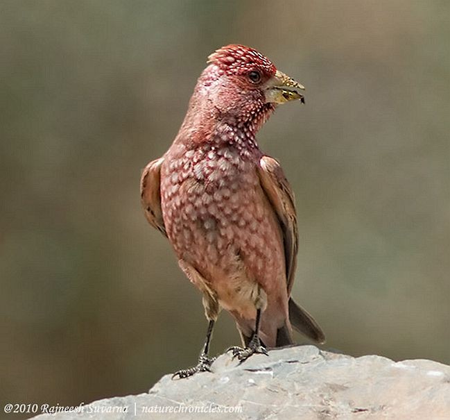 Great Rosefinch (Spotted) - ML727322