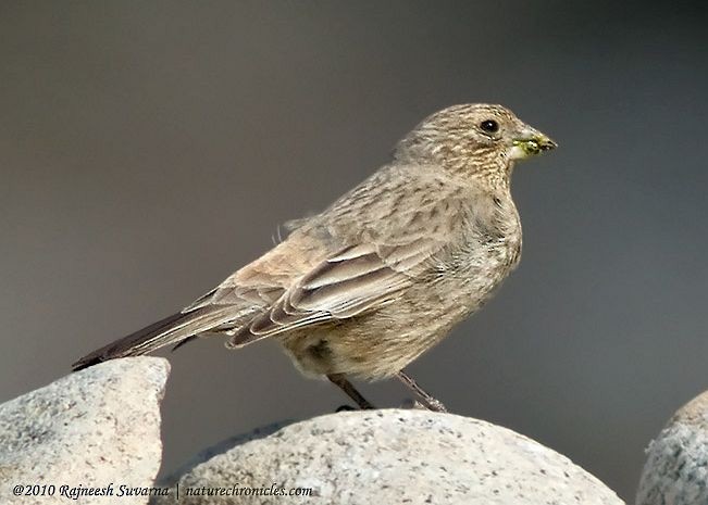 Great Rosefinch (Spotted) - ML727323