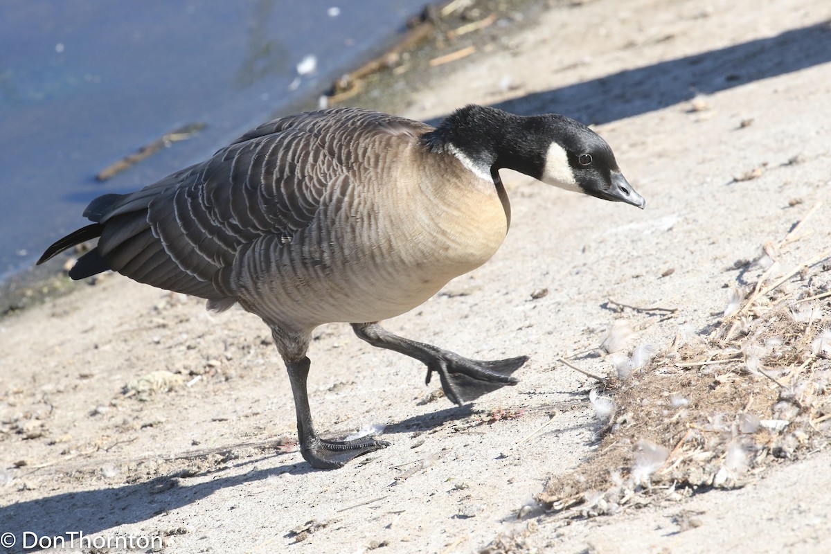 Cackling Goose (Aleutian) - margeNdon thornton