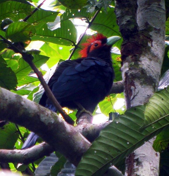 Red-crested Malkoha - ML727338