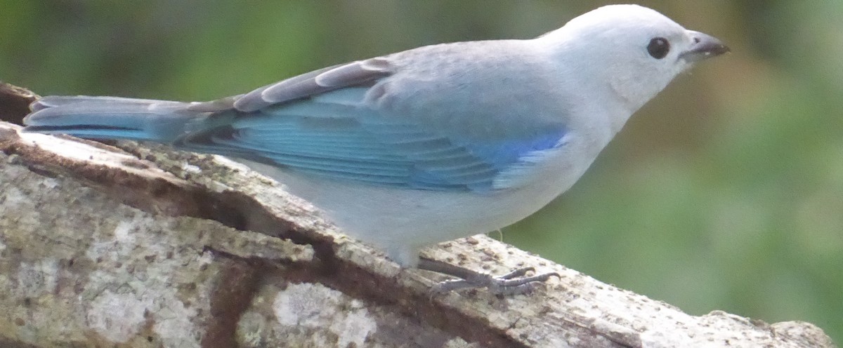 Blue-gray Tanager - Lorraine Cowl
