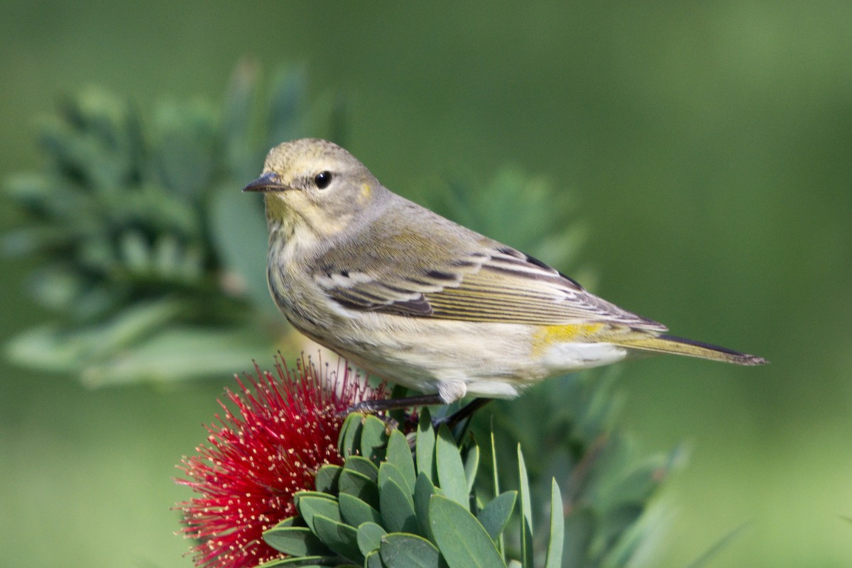 Cape May Warbler - ML72738191