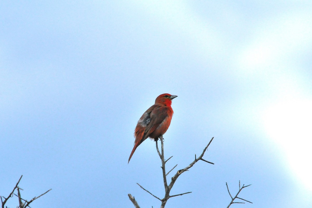Hepatic Tanager - ML72738291