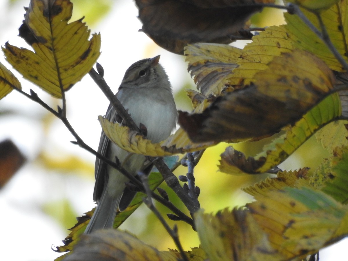 Chipping Sparrow - ML72738941
