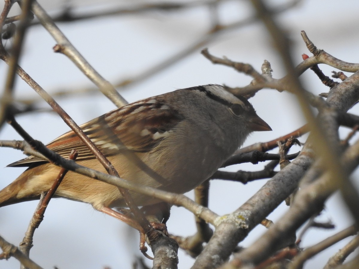 White-crowned Sparrow - ML72739451