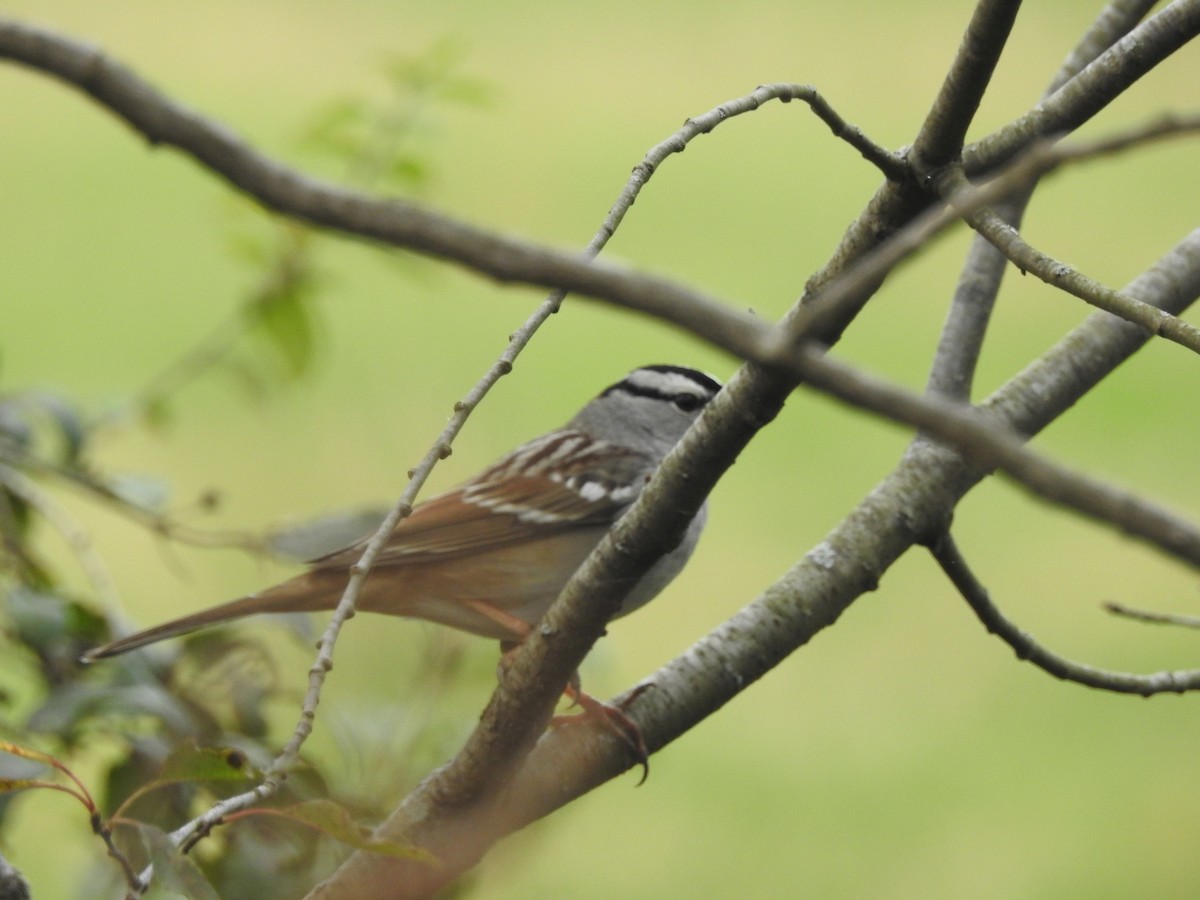 White-crowned Sparrow - ML72739461