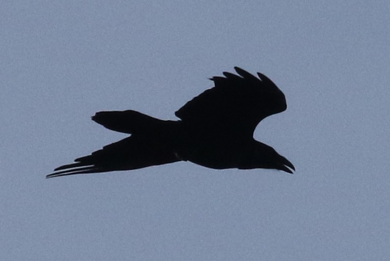 Common Raven - Michael Gardner