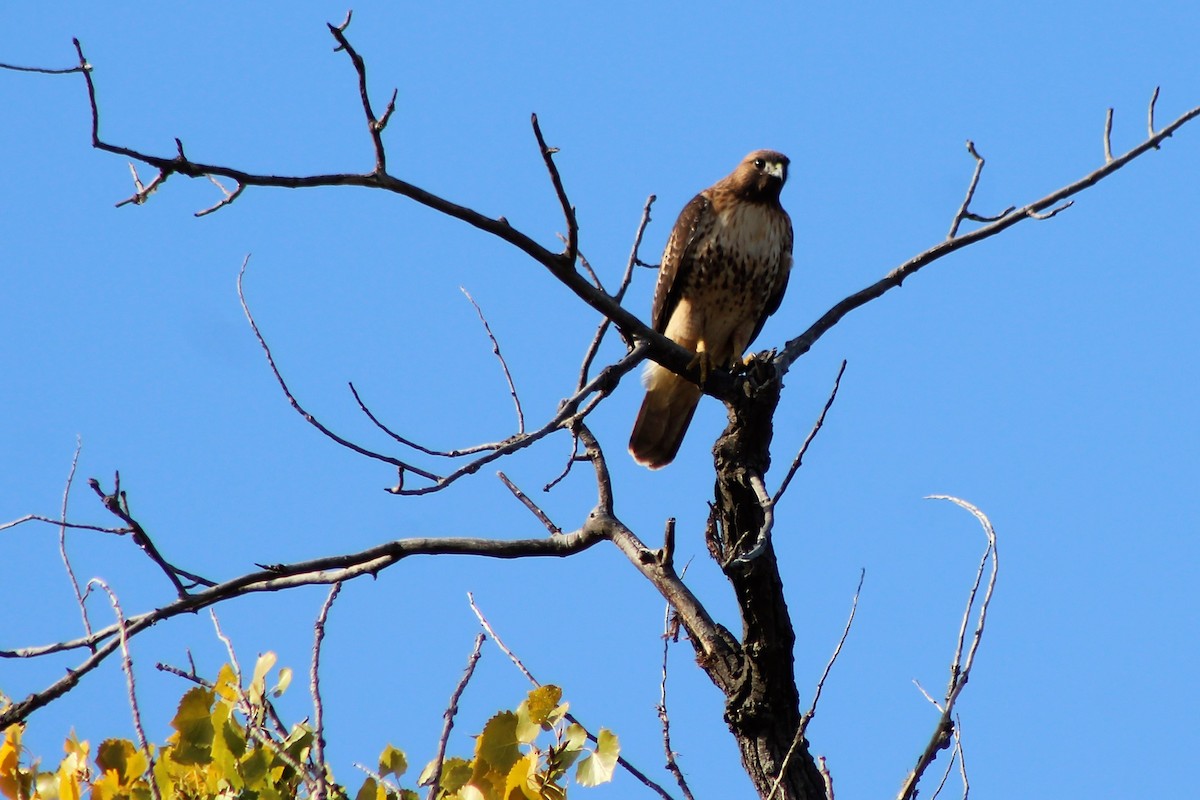Red-tailed Hawk - ML72741521