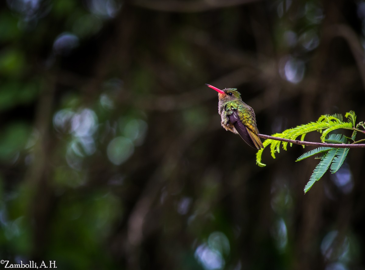Gilded Hummingbird - André  Zambolli