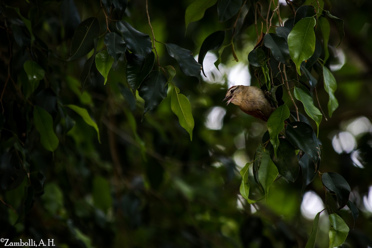 Rusty-backed Spinetail - ML72743621