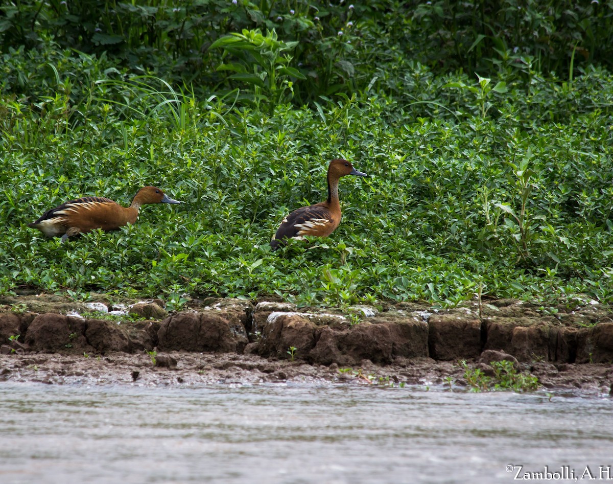 Fulvous Whistling-Duck - André  Zambolli