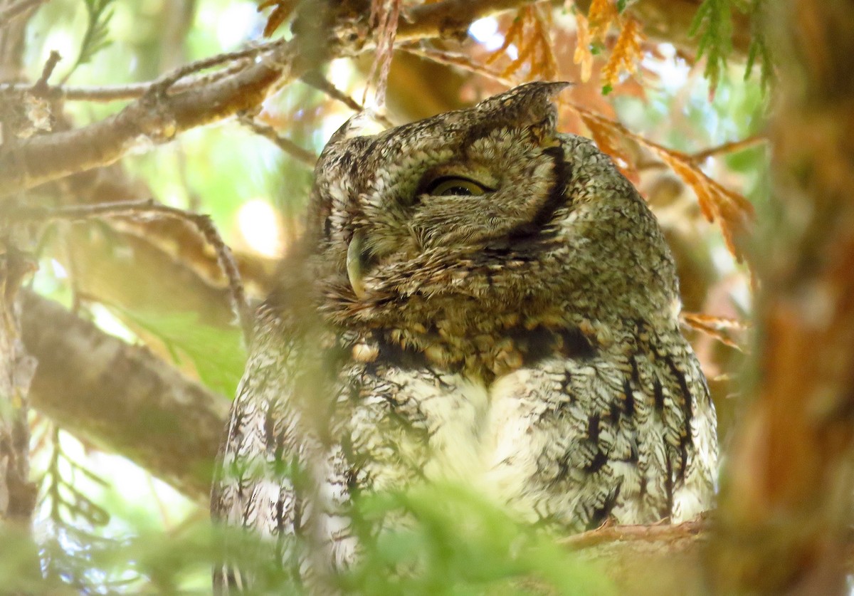 Western Screech-Owl - Kalin Ocaña