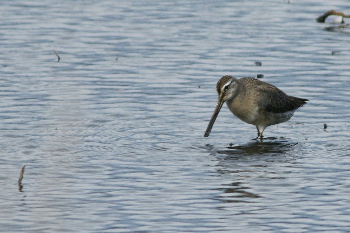 Long-billed Dowitcher - ML72745351