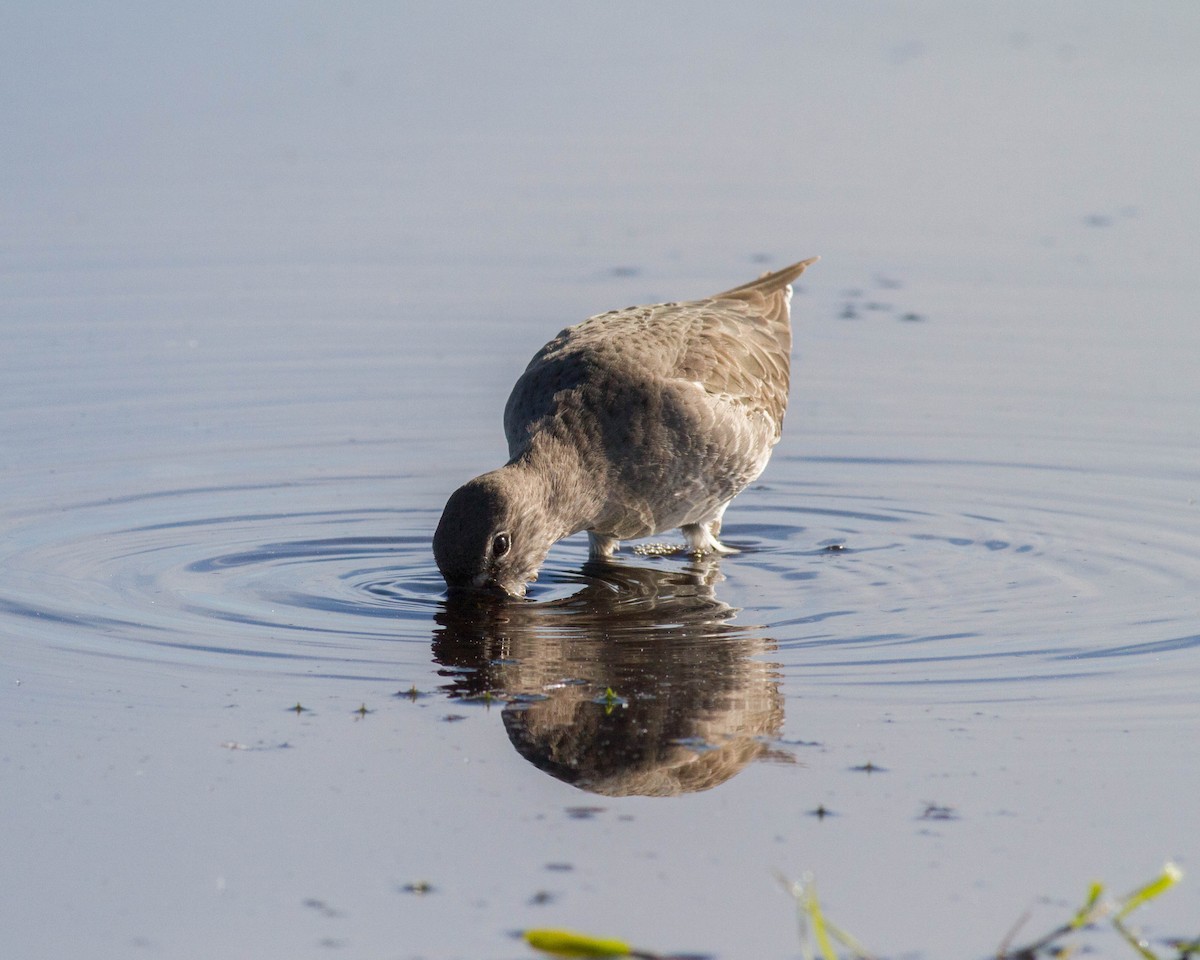 Long-billed Dowitcher - ML72746051