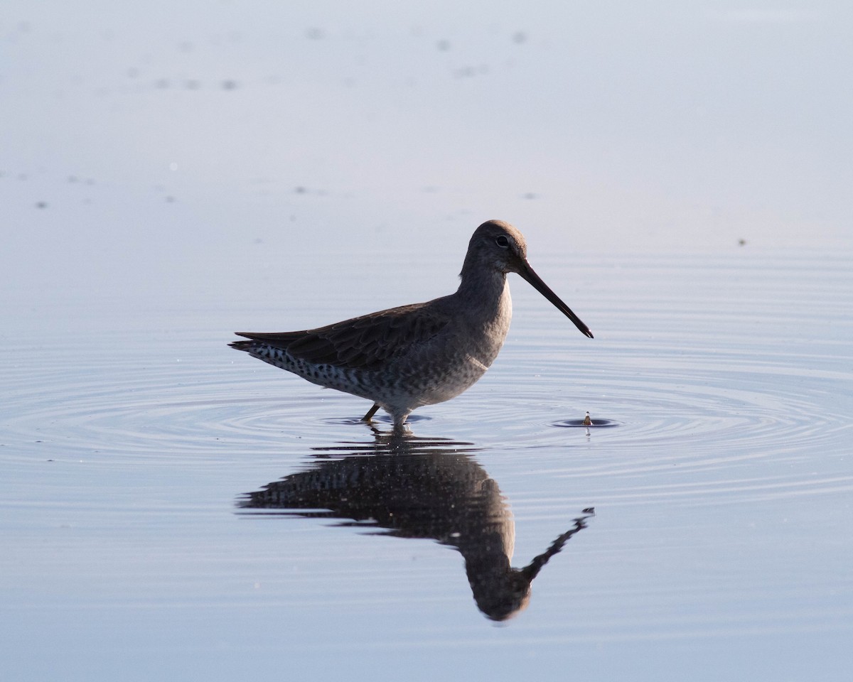 Long-billed Dowitcher - ML72746061