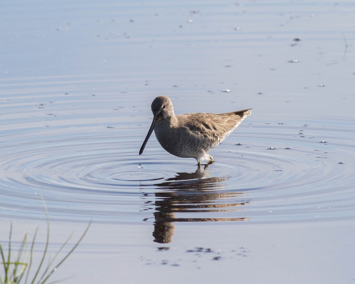Long-billed Dowitcher - ML72746071