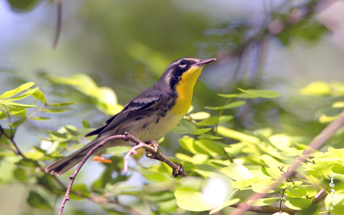 Yellow-throated Warbler - ML72747151