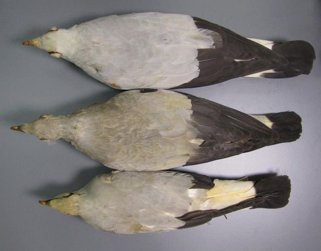 Silvery Wood-Pigeon - ML727485