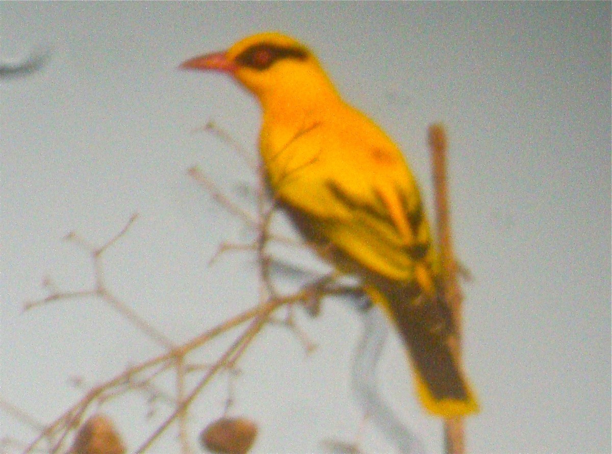 African Golden Oriole - Don Roberson