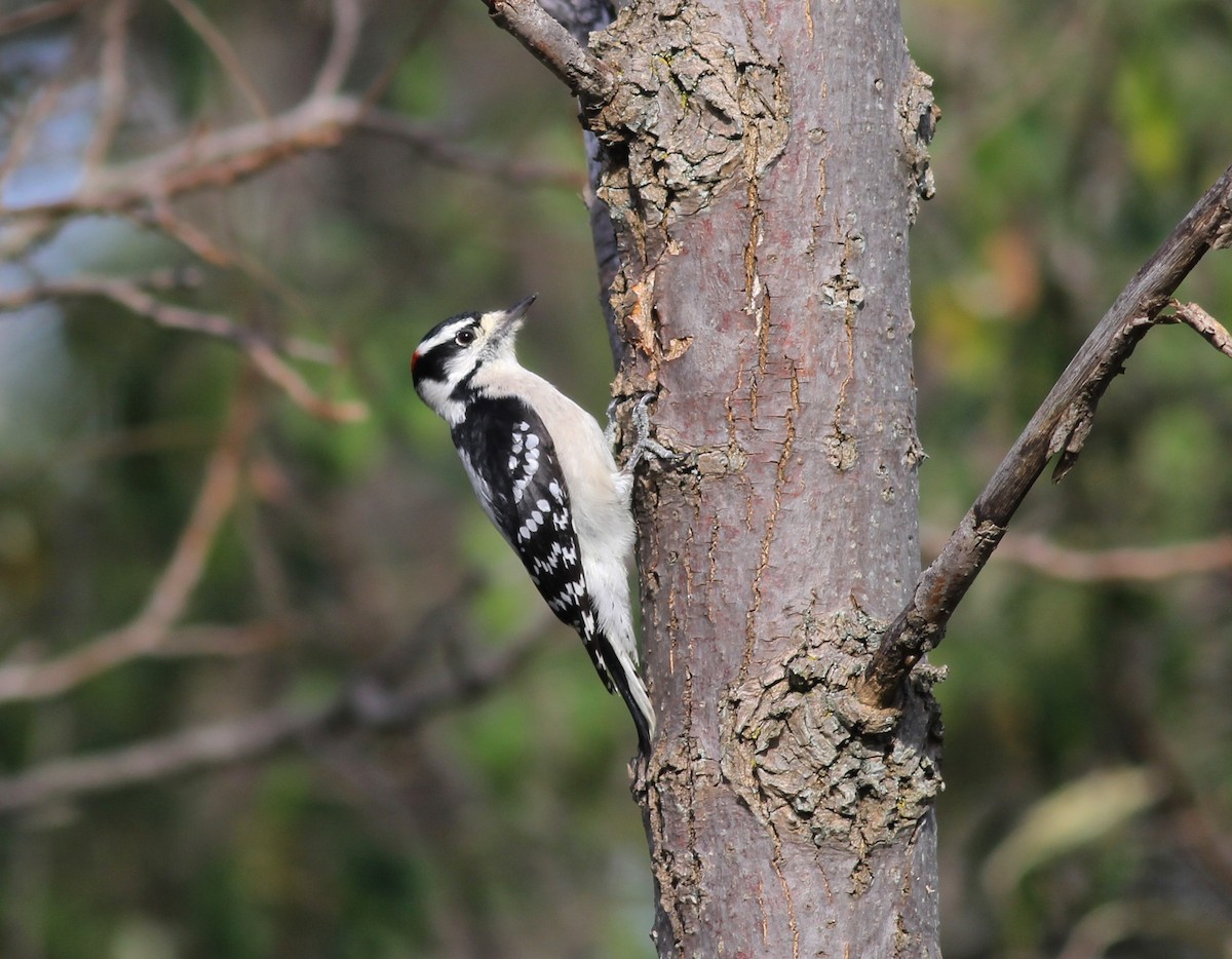 Downy Woodpecker (Eastern) - Shawn Billerman
