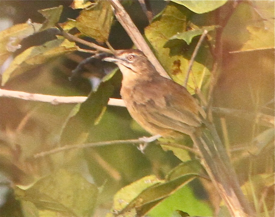 Moustached Grass-Warbler - ML72750211