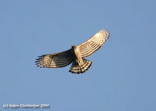Mountain Hawk-Eagle - Sujan Chatterjee