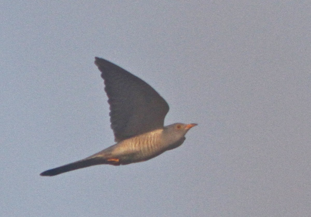 African Cuckoo - ML72751141