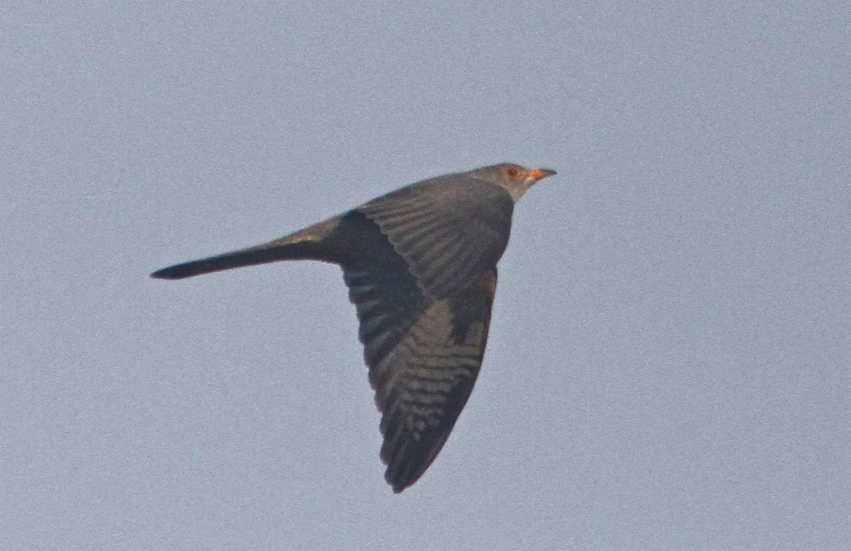 African Cuckoo - ML72751161