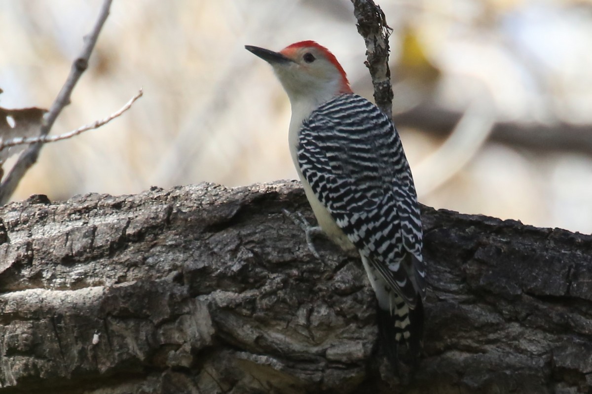 Red-bellied Woodpecker - ML72753701