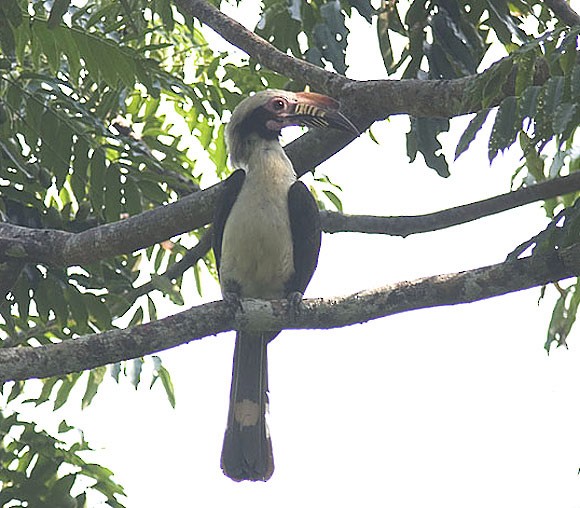 Luzon Hornbill - Tina Mallari