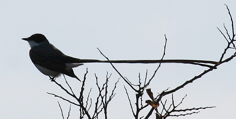 Fork-tailed Flycatcher - Linda Mack