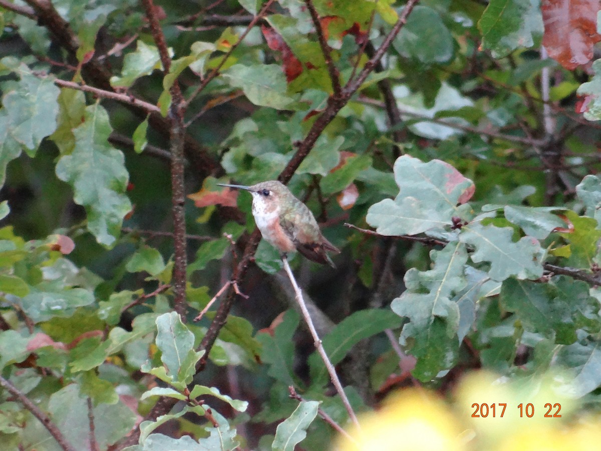 Rufous Hummingbird - ML72758181
