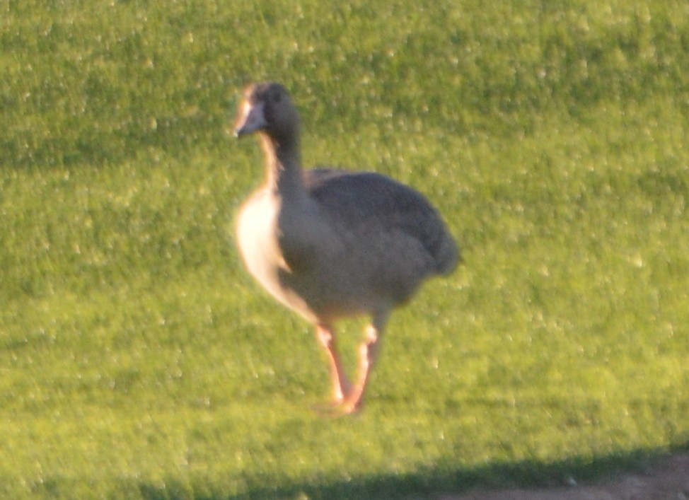 Greater White-fronted Goose - ML72758201