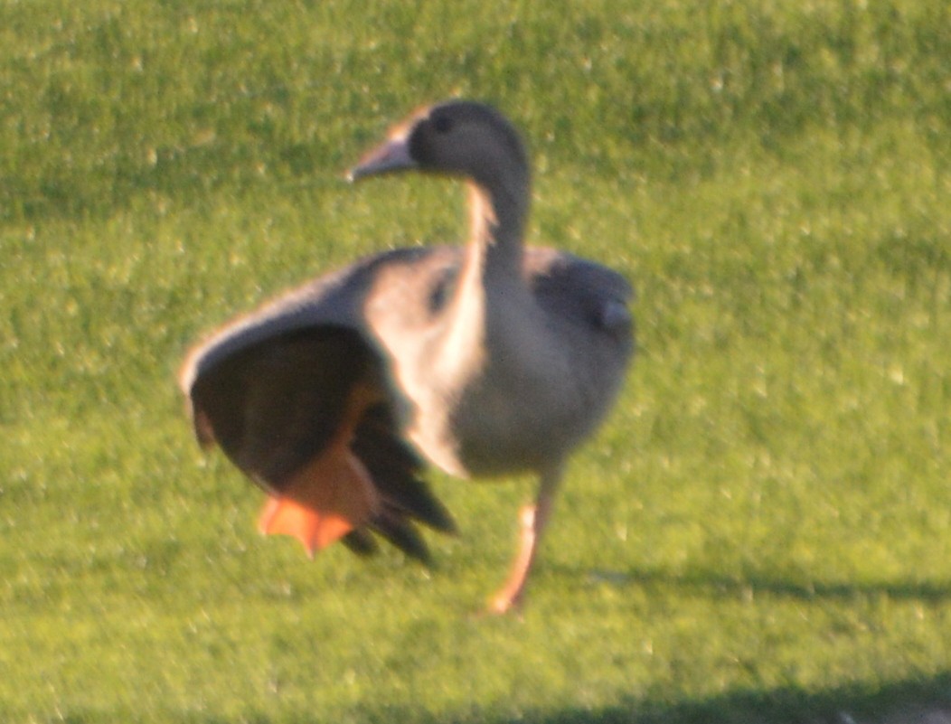 Greater White-fronted Goose - ML72758221