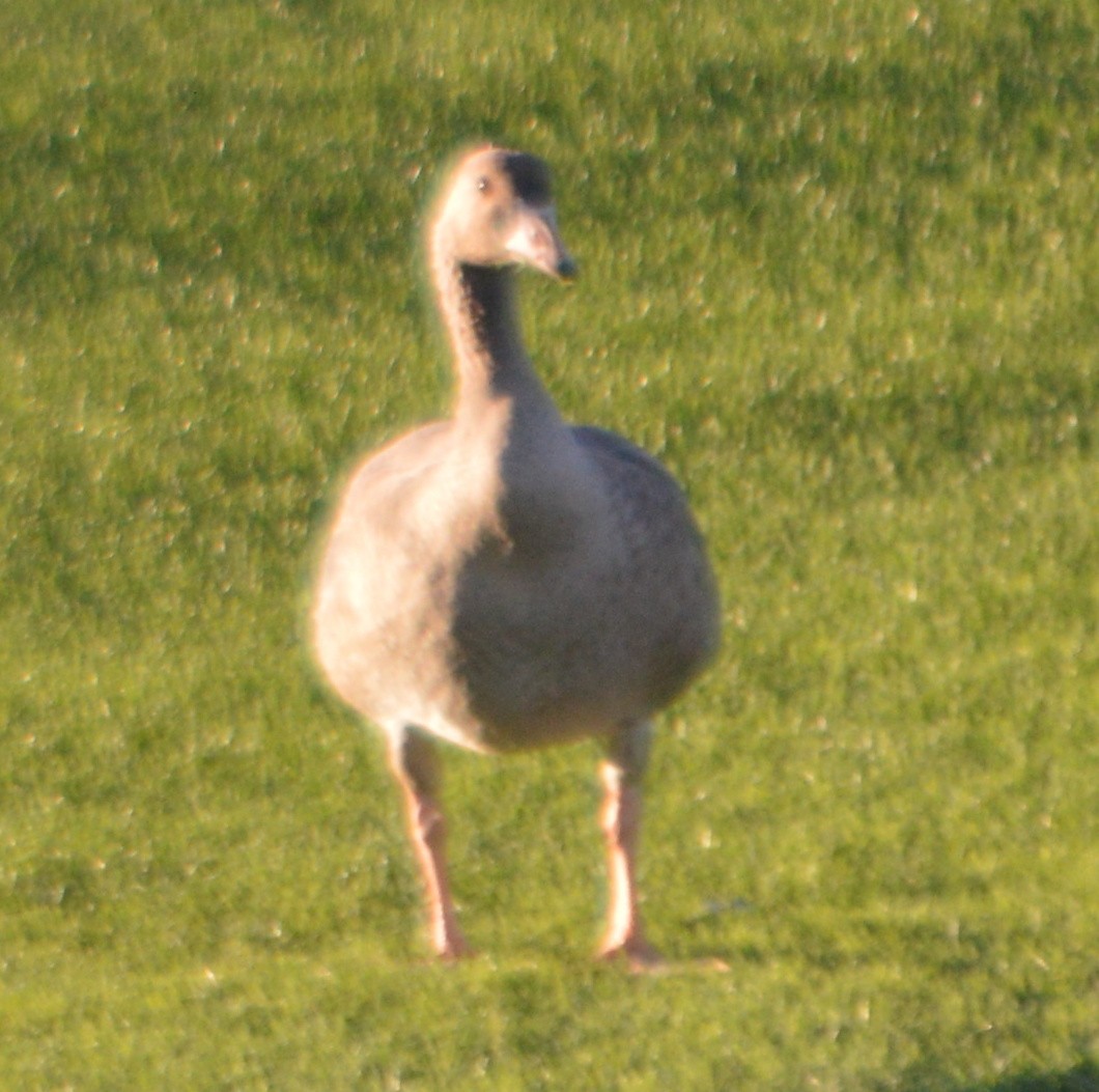 Greater White-fronted Goose - ML72758241