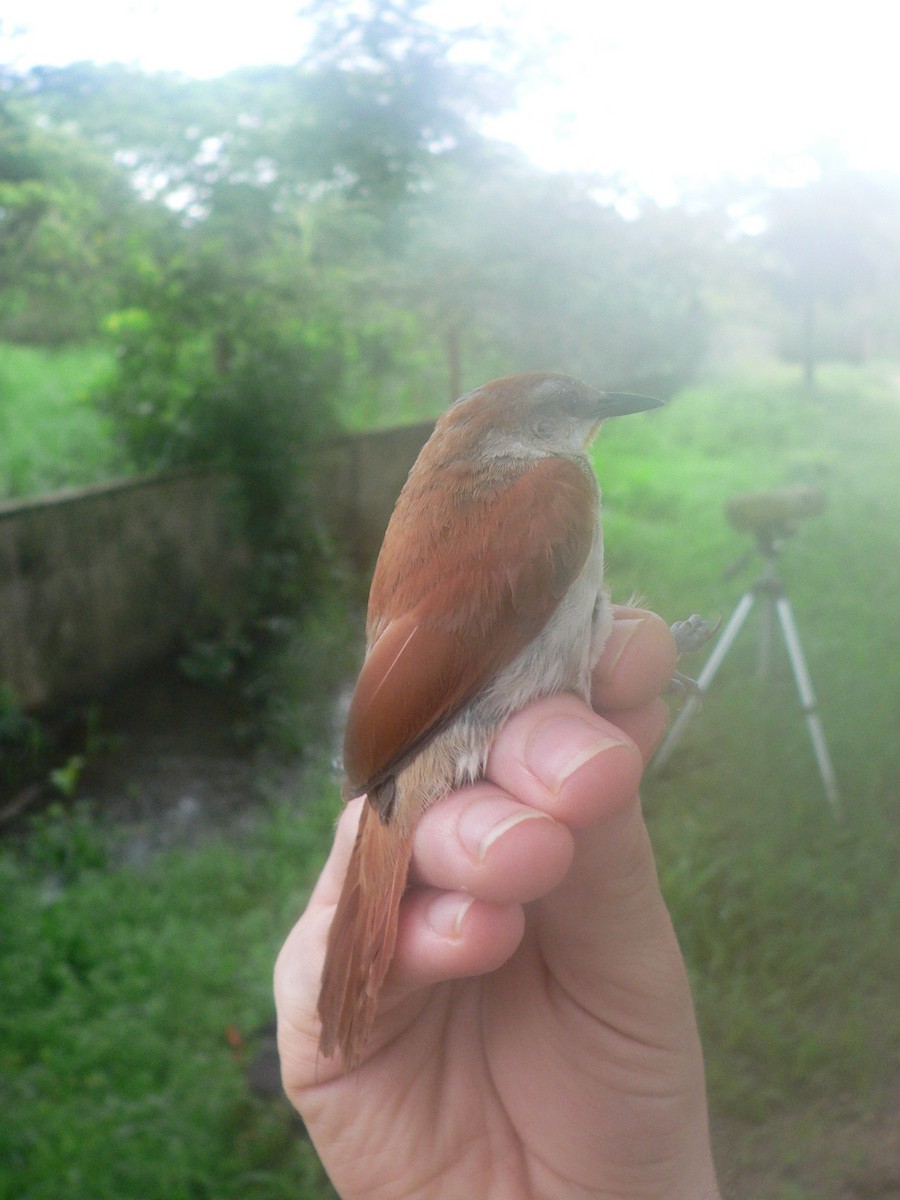 Yellow-chinned Spinetail - ML72759511